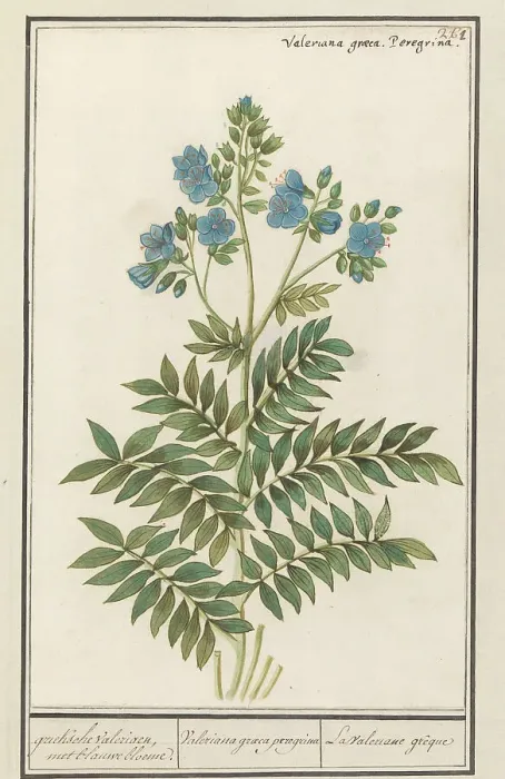 Framed Print : Jacob's Ladder (Polemonium Caerulum), 1596-1610. Creators: Anselmus de Boodt, Elias Verhulst Framed Print : Jacob's Ladder (Polemonium Caerulum), 1596-1610. Creators: Anselmus de Boodt, Elias Verhulst