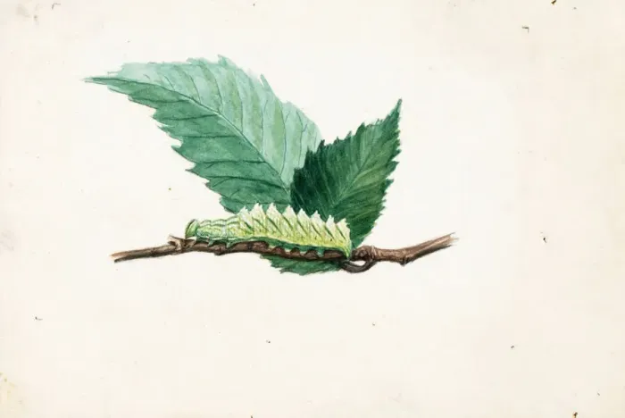 Framed Print : Jagged Leaf Edge Caterpillar... late 19th-early 20th century Framed Print : Jagged Leaf Edge Caterpillar... late 19th-early 20th century