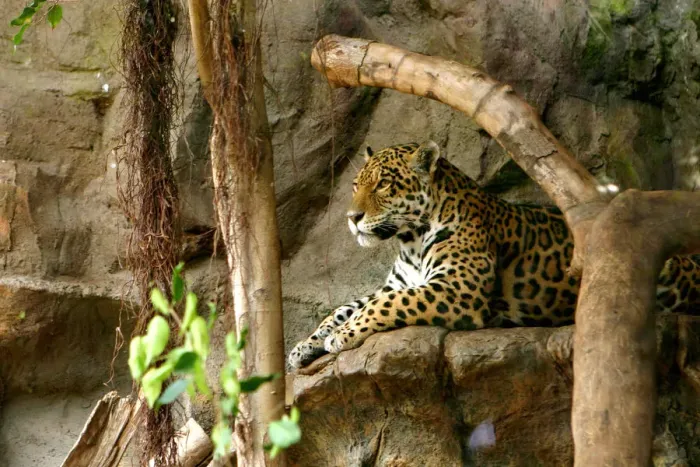 Framed Print : Jaguar, Loro Parque, Tenerife, Canary Islands, 2007 Framed Print : Jaguar, Loro Parque, Tenerife, Canary Islands, 2007
