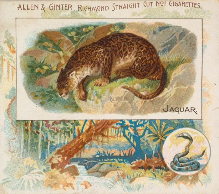 Framed Print : Jaguar, from Quadrupeds series (N41) for Allen & Ginter Cigarettes, 1890 Framed Print : Jaguar, from Quadrupeds series (N41) for Allen & Ginter Cigarettes, 1890
