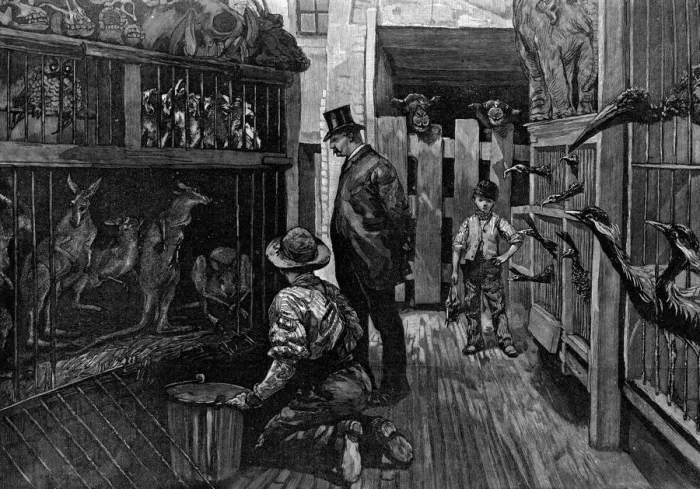 Framed Print : At Jamrachs, London, 1887