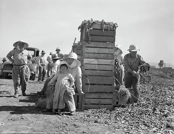 Japanese agricultural workers packing broccoli near Guadalupe, California, 1937. Creator: Dorothea Lange