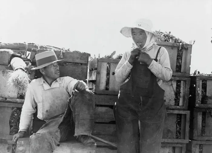Framed Print : Japanese agricultural workers packing broccoli near Guadalupe, California, 1937. Creator: Dorothea Lange Framed Print : Japanese agricultural workers packing broccoli near Guadalupe, California, 1937. Creator: Dorothea Lange
