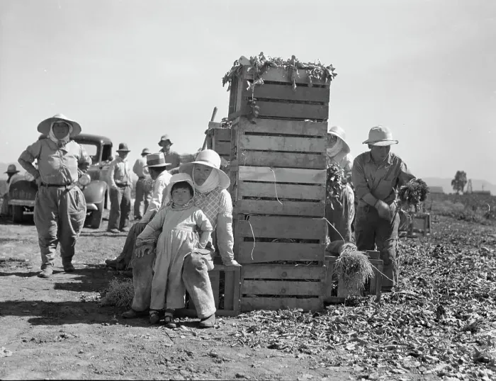 Framed Print : Japanese agricultural workers packing broccoli near Guadalupe, California, 1937. Creator: Dorothea Lange Framed Print : Japanese agricultural workers packing broccoli near Guadalupe, California, 1937. Creator: Dorothea Lange