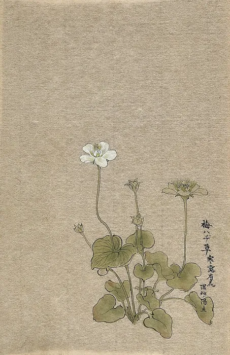 Framed Print : A Japanese flowering plant. Creator: Unknown Framed Print : A Japanese flowering plant. Creator: Unknown