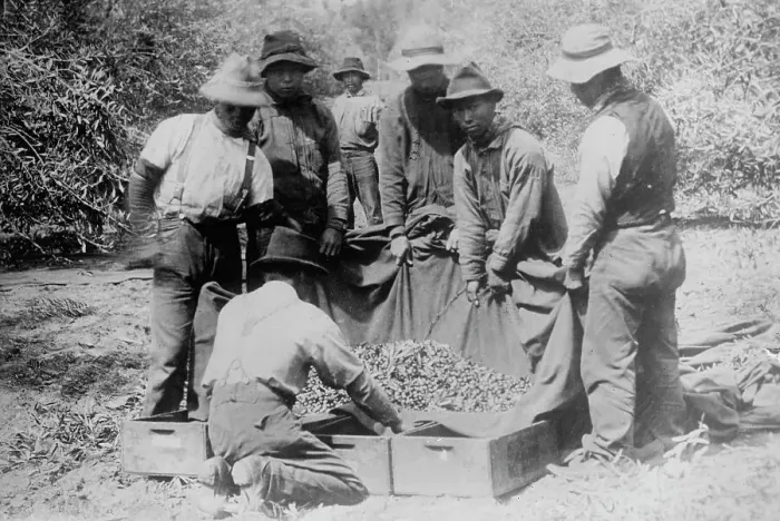 Framed Print : Japanese on fruit farm, California, between c1910 and c1915. Creator: Bain News Service Framed Print : Japanese on fruit farm, California, between c1910 and c1915. Creator: Bain News Service