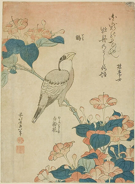 Japanese Grosbeak and Marvel of Peru (Ikaru, oshiroi no hana), from an untitled series...c. 1834. Creator: Hokusai