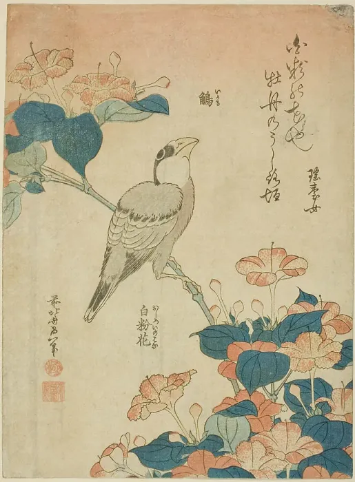 Framed Print : Japanese Grosbeak and Marvel of Peru (Ikaru, oshiroi no hana), from an untitled series...c. 1834. Creator: Hokusai Framed Print : Japanese Grosbeak and Marvel of Peru (Ikaru, oshiroi no hana), from an untitled series...c. 1834. Creator: Hokusai