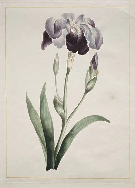 Japanese Iris (Large Blue Iris), 1801. Creator: John Edwards (British)