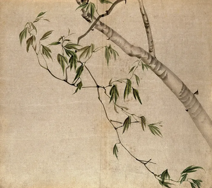 Framed Print : Japanese maple (Acer palmatum): branch with leaves. Creator: Unknown Framed Print : Japanese maple (Acer palmatum): branch with leaves. Creator: Unknown