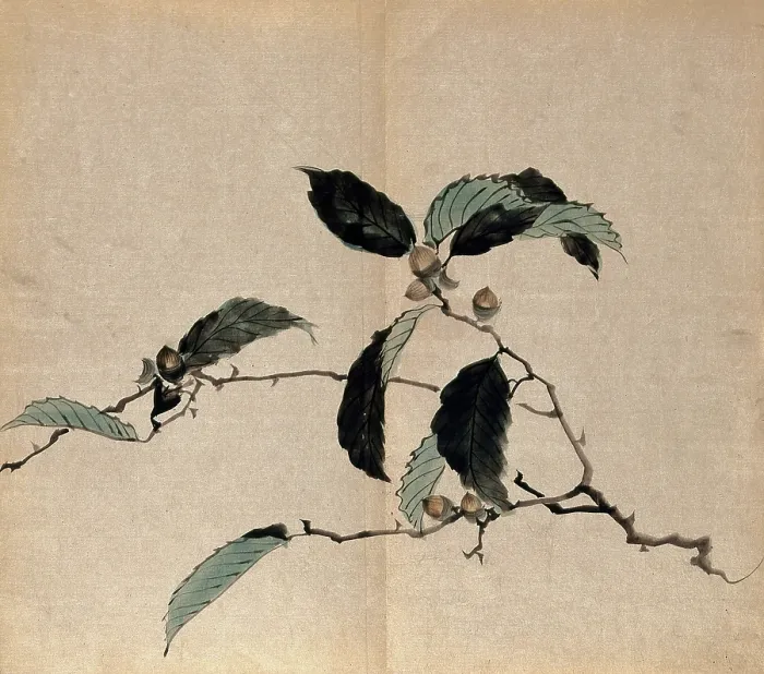 Framed Print : Japanese oak (Quercus mongolica): tree branch with acorns. Creator: Unknown Framed Print : Japanese oak (Quercus mongolica): tree branch with acorns. Creator: Unknown