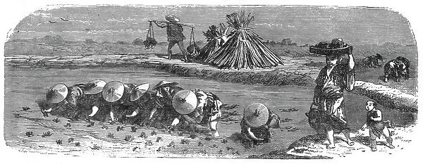 Japanese in the Rice-field; A European Sojourn in Japan, 1875. Creator: Unknown