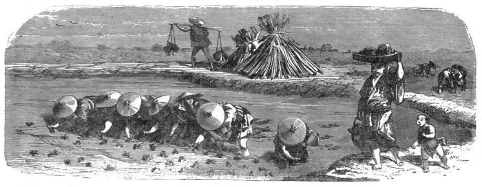 Framed Print : Japanese in the Rice-field; A European Sojourn in Japan, 1875. Creator: Unknown Framed Print : Japanese in the Rice-field; A European Sojourn in Japan, 1875. Creator: Unknown