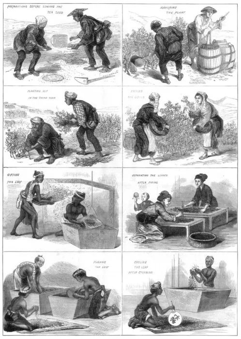 Framed Print : Japanese tea production, 1874 Framed Print : Japanese tea production, 1874