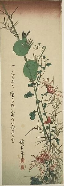 Japanese White-eyes and Chrysanthemums, c. 1830 / 44. Creator: Ando Hiroshige