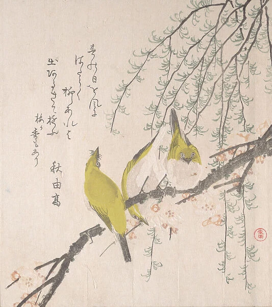 Japanese White-eyes with Plum Tree and Willow... ca. 1810. Creator: Kubo Shunman