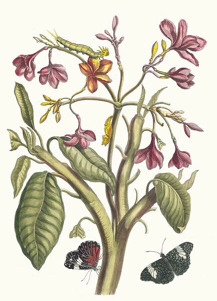 Jasmin des Indes. From the Book Metamorphosis insectorum Surinamensium, 1705