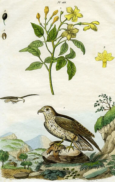 Jasmine and Short-toed Eagle, 18th or 19th century(?). Artist: Pedretti