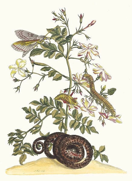 Jasminum grandiflorum. From the Book Metamorphosis insectorum Surinamensium, 1705