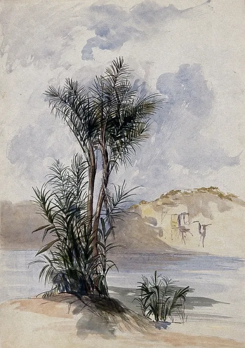Framed Print : A jauari palm tree (Astrocaryum jauari Mart) growing on a river bank in Guyana, 1846. Creator: Edward Alfred Goodall Framed Print : A jauari palm tree (Astrocaryum jauari Mart) growing on a river bank in Guyana, 1846. Creator: Edward Alfred Goodall