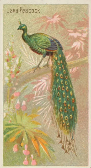 Framed Print : Java Peacock, from the Birds of the Tropics series (N5) for Allen & Framed Print : Java Peacock, from the Birds of the Tropics series (N5) for Allen &