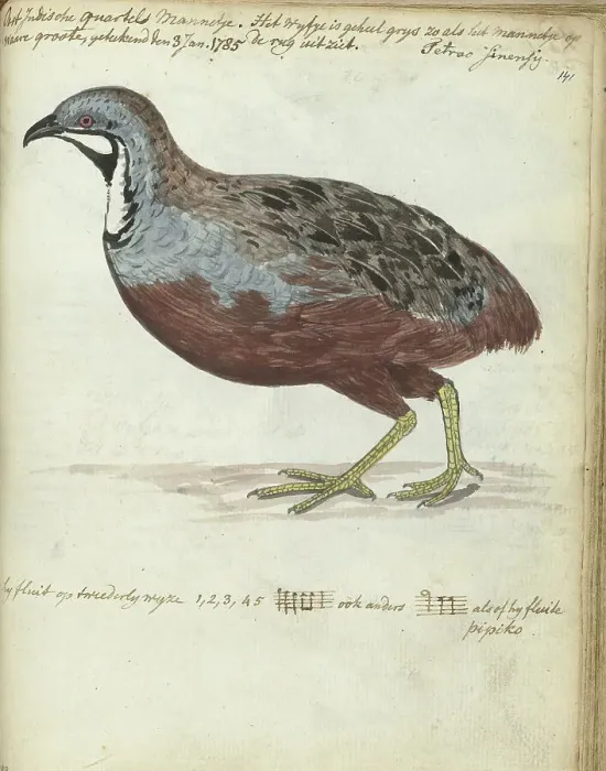 Framed Print : Javan quail, 1785. Creator: Jan Brandes Framed Print : Javan quail, 1785. Creator: Jan Brandes