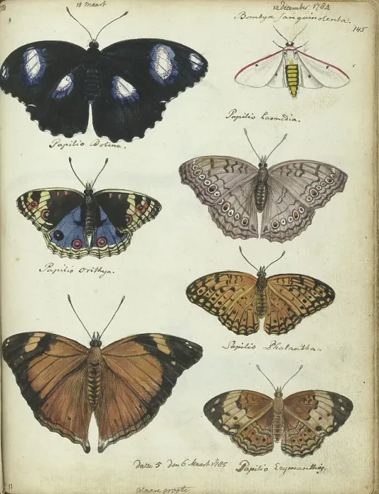 Framed Print : Javanese butterflies, 1784-1785. Creator: Jan Brandes Framed Print : Javanese butterflies, 1784-1785. Creator: Jan Brandes