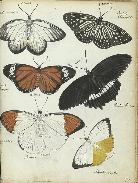 Javanese butterflies, 1784. Creator: Jan Brandes