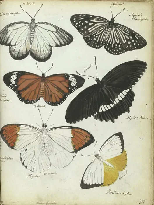 Framed Print : Javanese butterflies, 1784. Creator: Jan Brandes Framed Print : Javanese butterflies, 1784. Creator: Jan Brandes