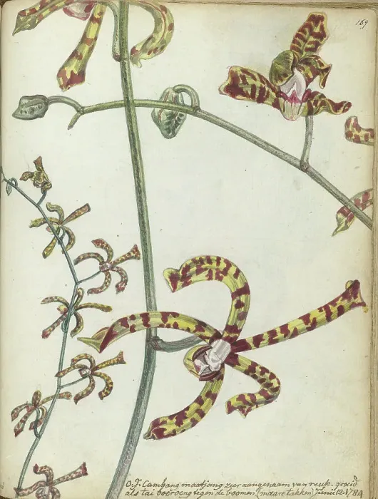 Framed Print : Javanese flower Cambang Matjang, 1784. Creator: Jan Brandes