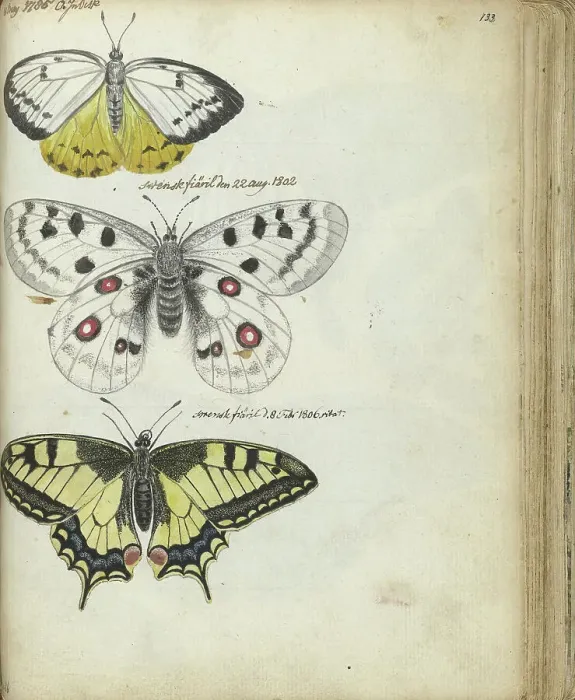 Framed Print : Javanese and Swedish butterflies, 1785-1806. Creator: Jan Brandes Framed Print : Javanese and Swedish butterflies, 1785-1806. Creator: Jan Brandes