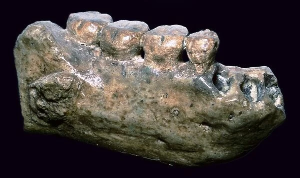 Jaw and teeth of Java Man