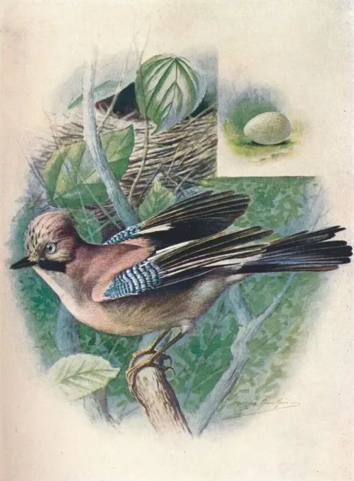 Framed Print : Jay- Gar rulus glanda rius, c1910, (1910). Artist: George James Rankin