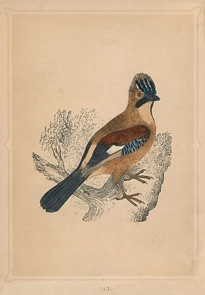 Jay, (Garrulus glandarius), c1850, (1856)