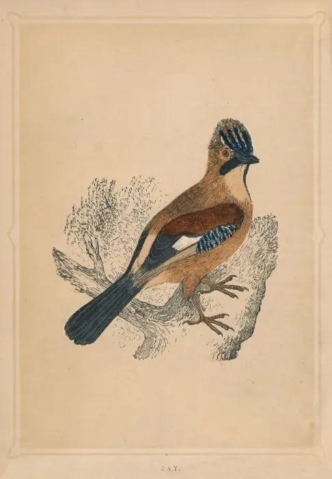Framed Print : Jay, (Garrulus glandarius), c1850, (1856) Framed Print : Jay, (Garrulus glandarius), c1850, (1856)