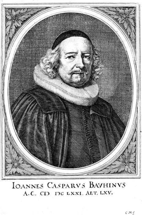Framed Print : Jean Caspar Bauhin (1606-1659), Swiss physician and botanist Framed Print : Jean Caspar Bauhin (1606-1659), Swiss physician and botanist