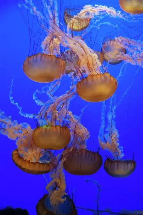 Framed Print : Jellyfish, Monterey Bay Aquarium, Monterey, California, USA, 2022. Creator: Ethel Davies Framed Print : Jellyfish, Monterey Bay Aquarium, Monterey, California, USA, 2022. Creator: Ethel Davies