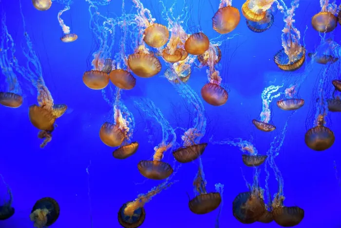 Framed Print : Jellyfish, Monterey Bay Aquarium, Monterey, California, USA, 2022. Creator: Ethel Davies Framed Print : Jellyfish, Monterey Bay Aquarium, Monterey, California, USA, 2022. Creator: Ethel Davies
