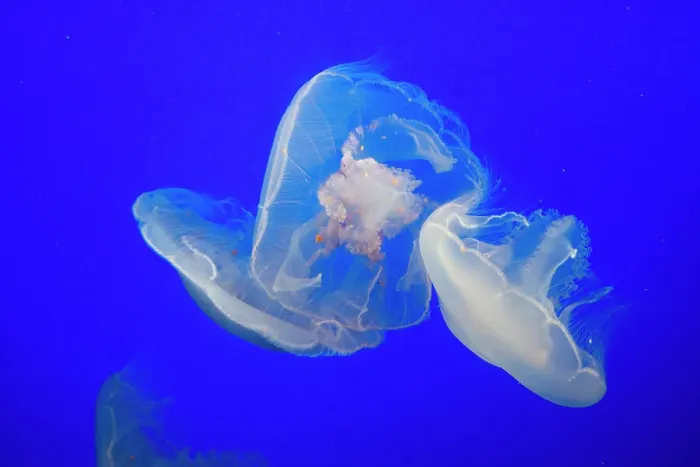 Framed Print : Jellyfish, Monterey Bay Aquarium, Monterey, California, USA, 2022. Creator: Ethel Davies Framed Print : Jellyfish, Monterey Bay Aquarium, Monterey, California, USA, 2022. Creator: Ethel Davies
