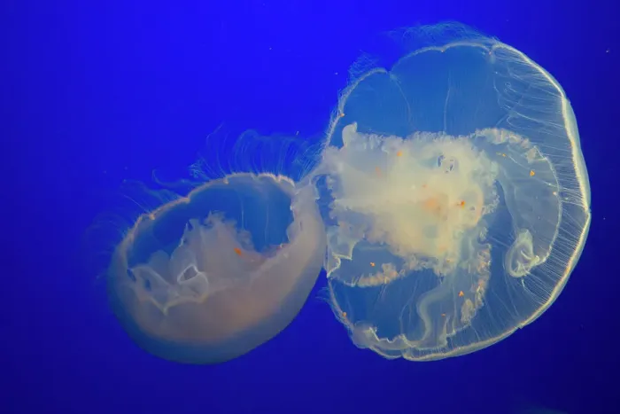 Framed Print : Jellyfish, Monterey Bay Aquarium, Monterey, California, USA, 2022. Creator: Ethel Davies Framed Print : Jellyfish, Monterey Bay Aquarium, Monterey, California, USA, 2022. Creator: Ethel Davies