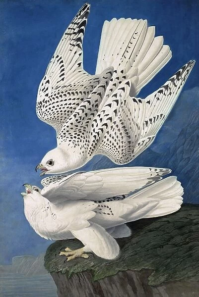 Jer or Iceland Falcon, Falco Islandicus, 1845