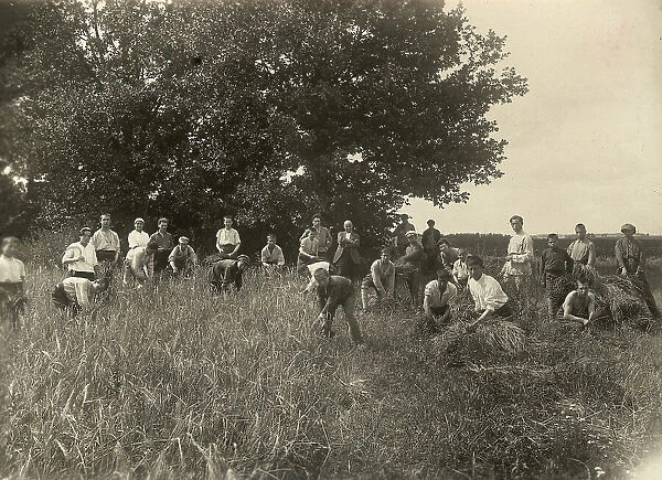 Jewish Pedagogical College and Agricultural School - At field work / Barley is..., Minsk, 1922-1923. Creator: Unknown