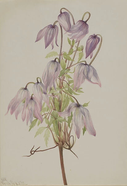 Jicarilla (Clematis pseudoalpina), 1933. Creator: Mary Vaux Walcott