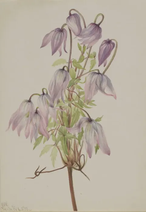 Framed Print : Jicarilla (Clematis pseudoalpina), 1933. Creator: Mary Vaux Walcott Framed Print : Jicarilla (Clematis pseudoalpina), 1933. Creator: Mary Vaux Walcott