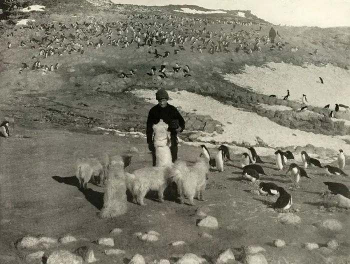 Framed Print : Joyce and the Dogs in the Penguin Rookery, c1908, (1909) Framed Print : Joyce and the Dogs in the Penguin Rookery, c1908, (1909)