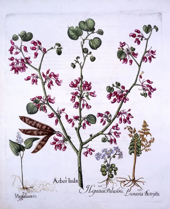 Framed Print : Judas Tree, May Lily, Moonwort, Liverwort, from Hortus Eystettensis, by Basil Besler Framed Print : Judas Tree, May Lily, Moonwort, Liverwort, from Hortus Eystettensis, by Basil Besler