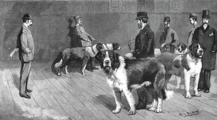 Framed Print : The Judging at the St.Bernard Club Show, held at Olympia, 1890. Creator: Unknown Framed Print : The Judging at the St.Bernard Club Show, held at Olympia, 1890. Creator: Unknown