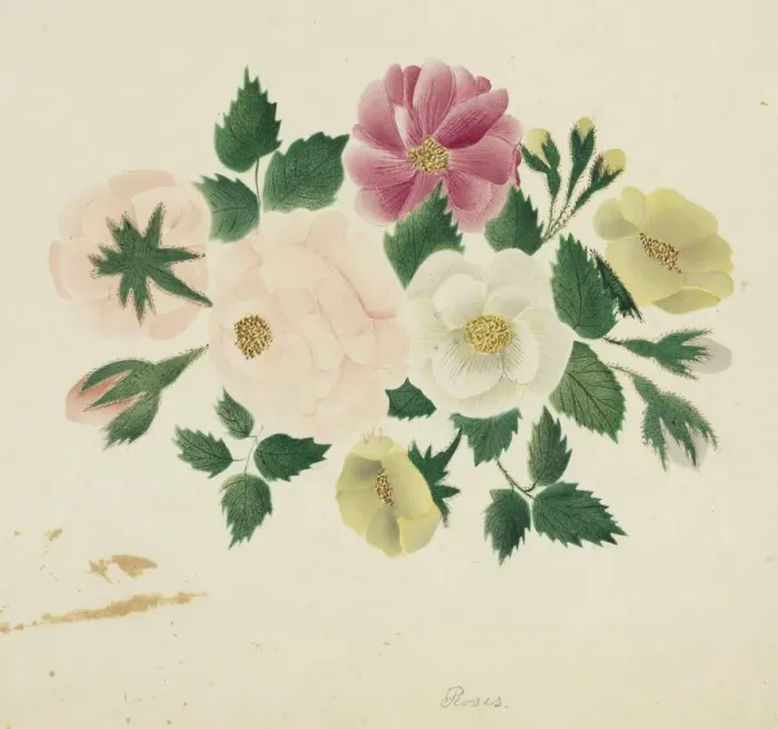 Framed Print : June Roses. Creator: Mary Altha Nims (American, 1817-1907) Framed Print : June Roses. Creator: Mary Altha Nims (American, 1817-1907)