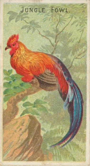Framed Print : Jungle Fowl, from the Birds of the Tropics series (N5) for Allen & Framed Print : Jungle Fowl, from the Birds of the Tropics series (N5) for Allen &
