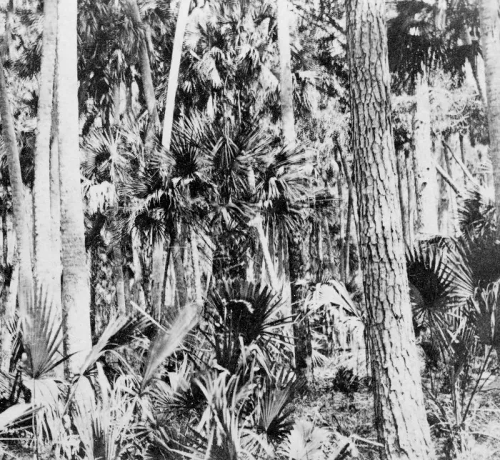 Framed Print : In the jungle, India, c1900s Framed Print : In the jungle, India, c1900s